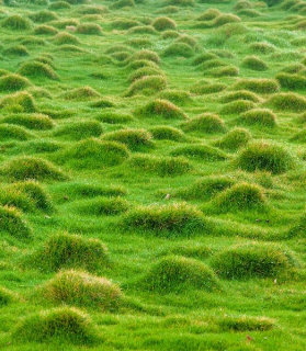 Zoysia tenuifolia